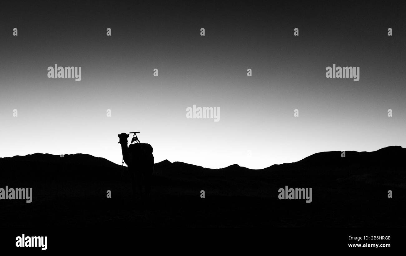 Kamelsilhouette am frühen Morgen Stockfoto