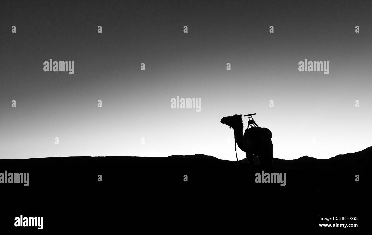 Kamelsilhouette am frühen Morgen Stockfoto