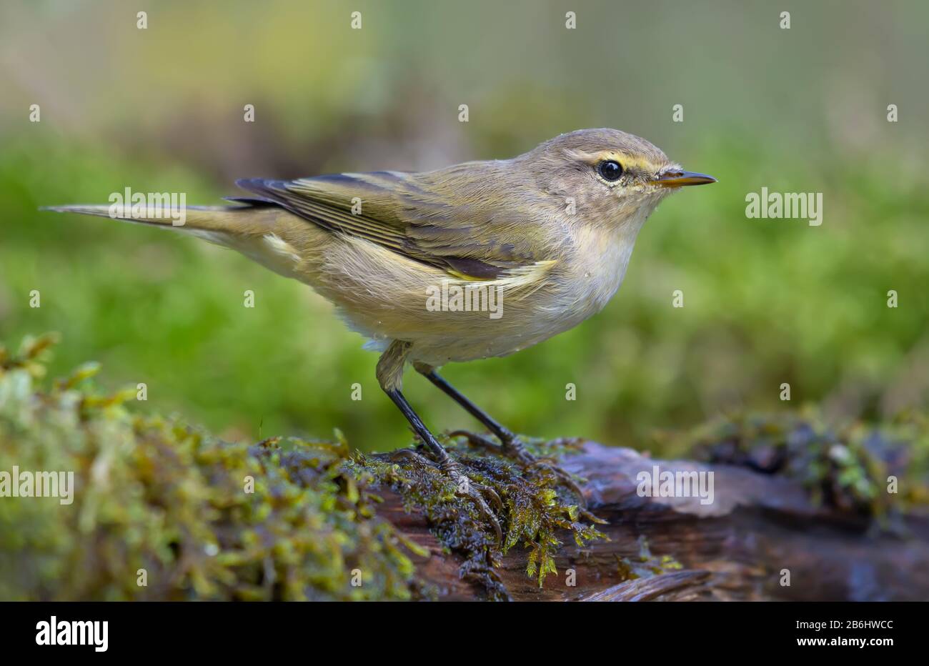 Gewöhnliche Chiffchaffe (Phylloscopus collybita), die fluchtartig auf Ast in nasser mosiger Stelle in der Nähe von Wasserteich sitzen Stockfoto