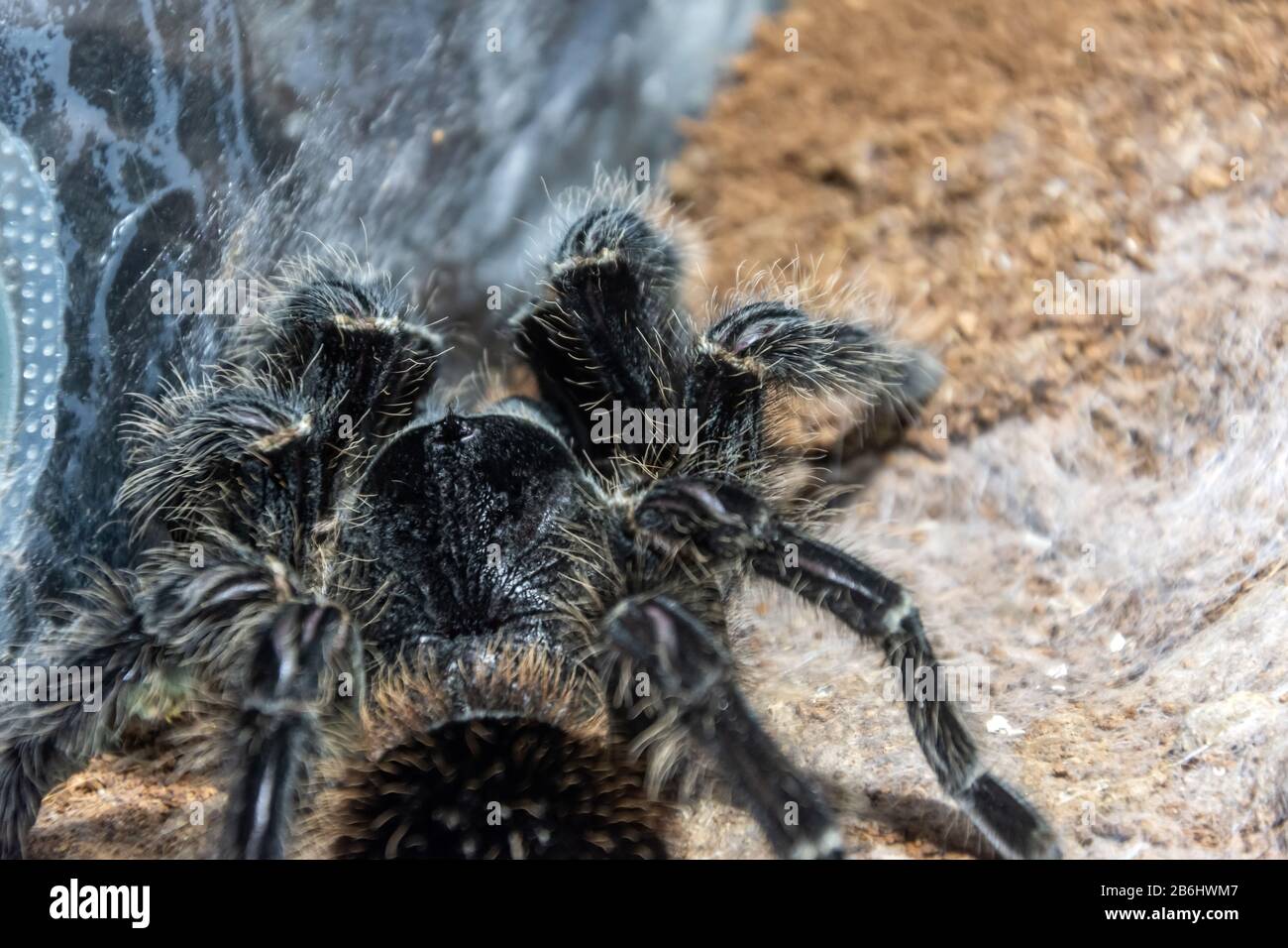 Die schwarze Tarantula Grammostola Pulchra-Spinne sitzt auf dem Boden in der Nahsicht Stockfoto