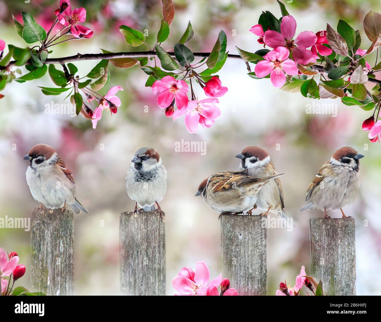 Süße kleine Vögel sparren auf Holzzaun unter blühendem rosafarbenem Apfelbaum im Mai Garten am Sunny Day Stockfoto