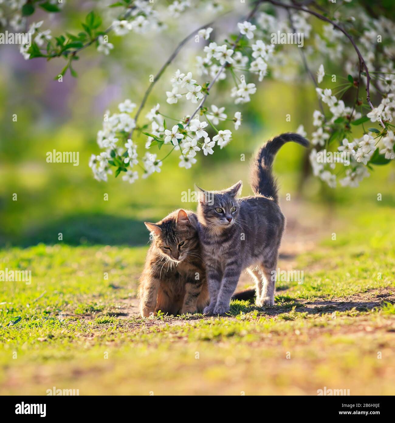 Zwei Katzen verlieben sich, dass sie nebeneinander in den sonnigen Garten gehen, der von Ästen von Kirschblüten umgeben ist Stockfoto