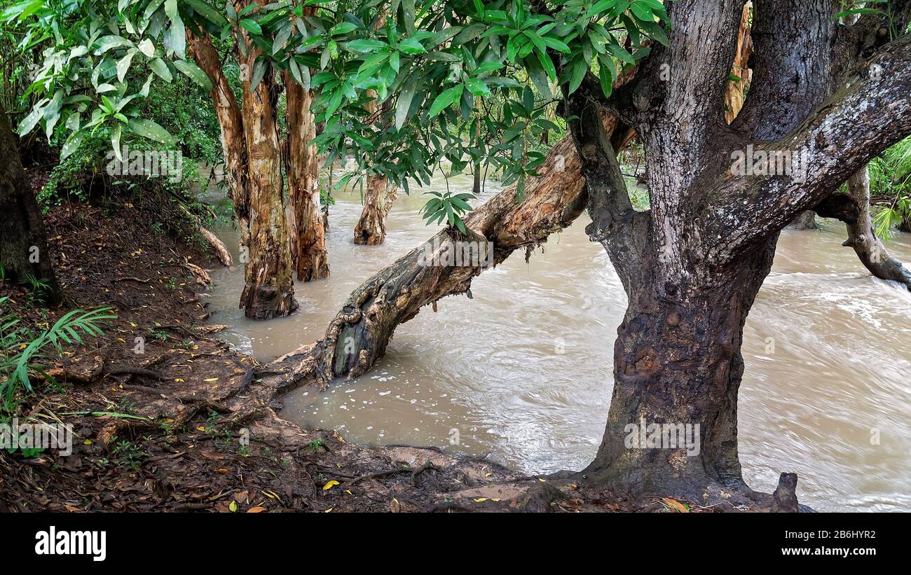 Schnell fließendes Wasser überschwemmt die Ufer eines kleinen Baches nach starken tropischen Regenfällen Stockfoto