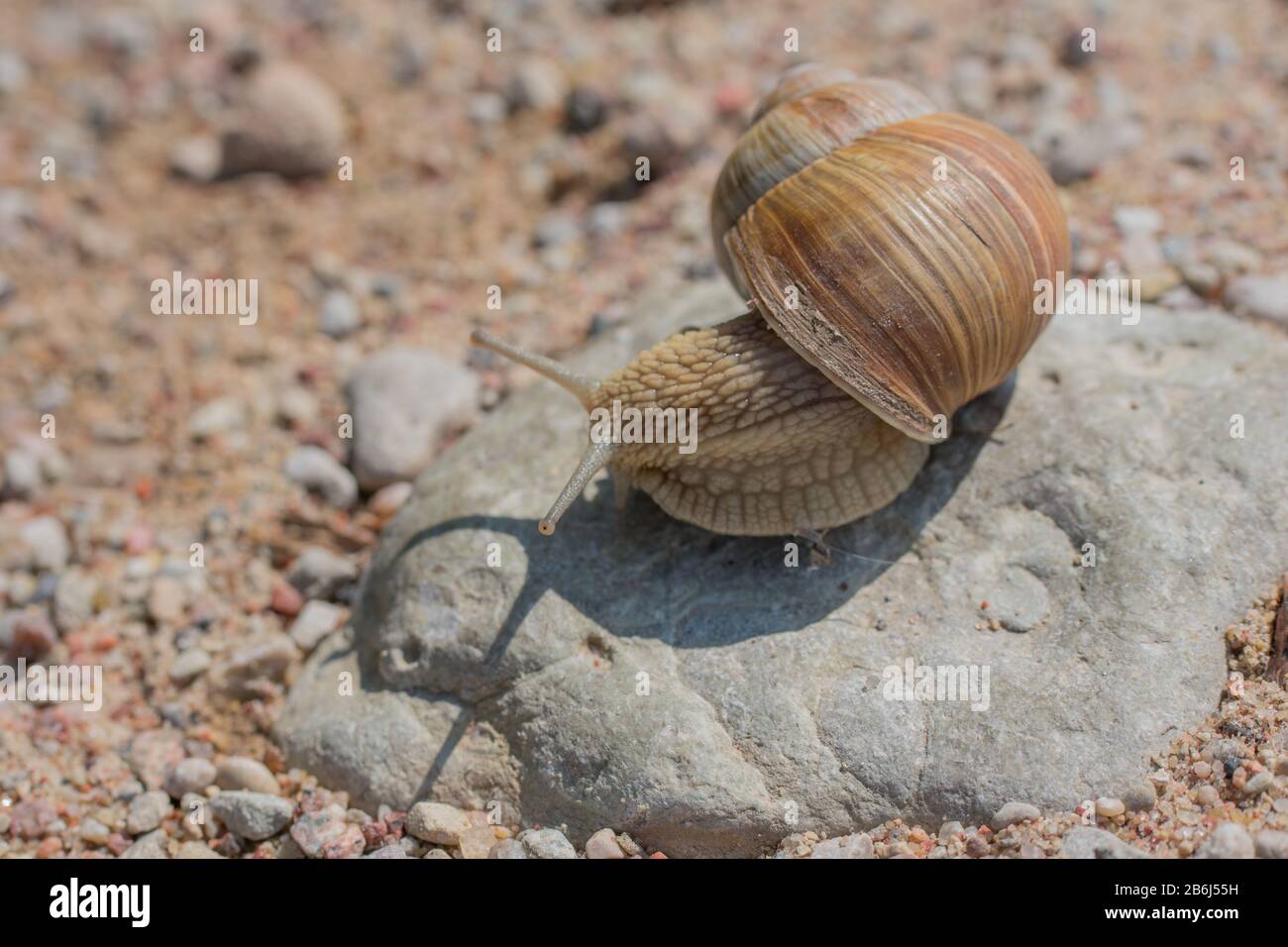 Burgunderschnecke (Helix pomatia), die auf einem Felsen krabbelt Stockfoto