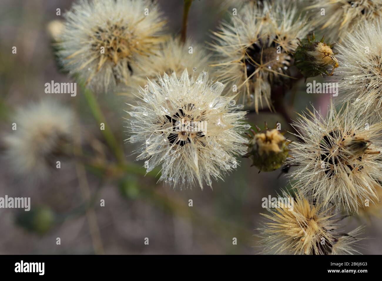 Flusen von verblassten Katsenblüten (Hypochaeris radicata) Stockfoto