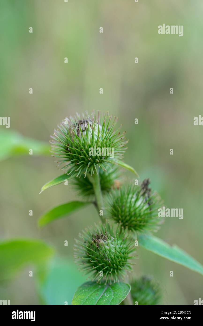 Grüne Knospen des Greater Burdock (Arctium lappa) Stockfoto
