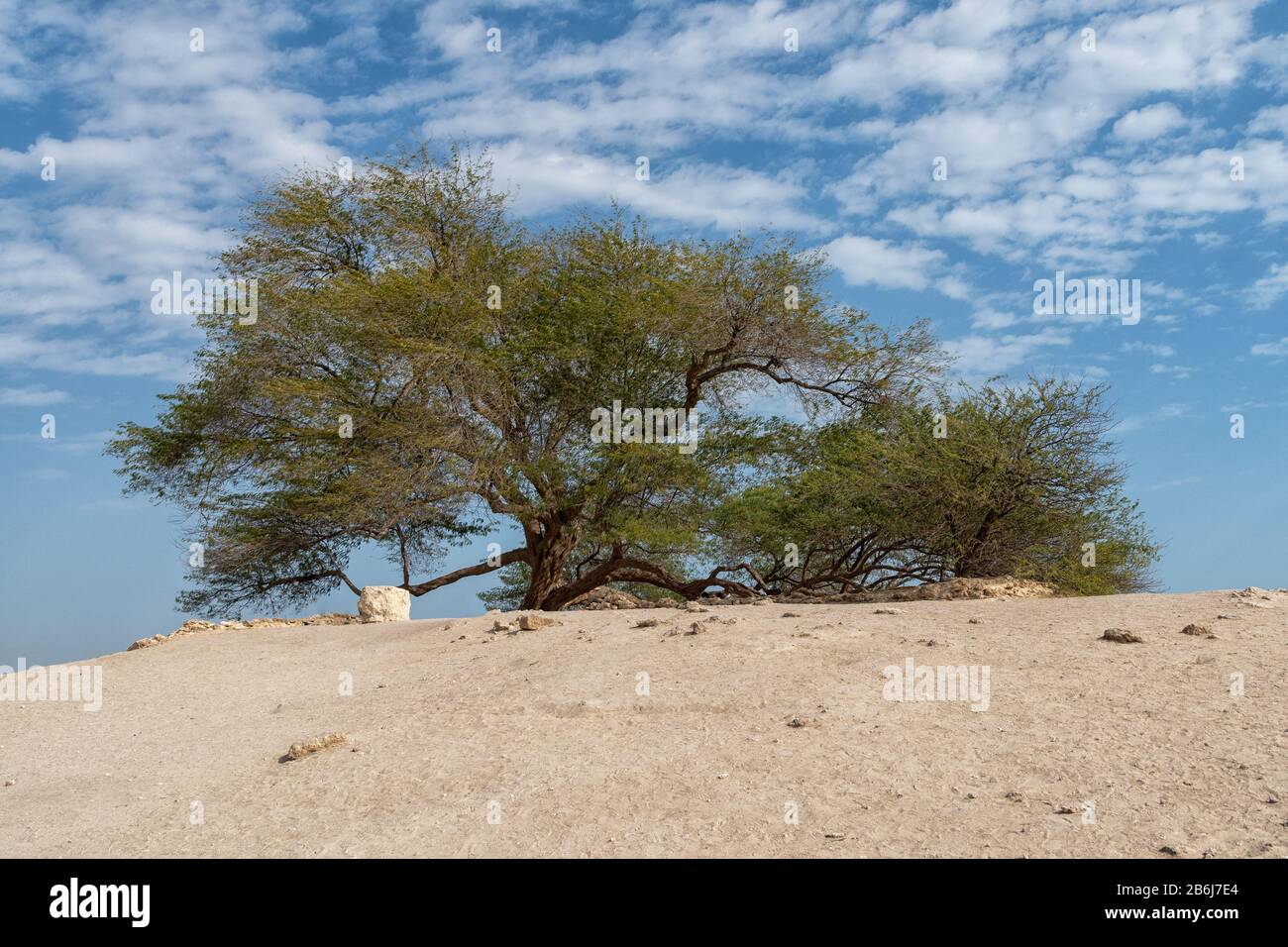 Der Baum des Lebens in der Wüste von Bahrain Stockfoto