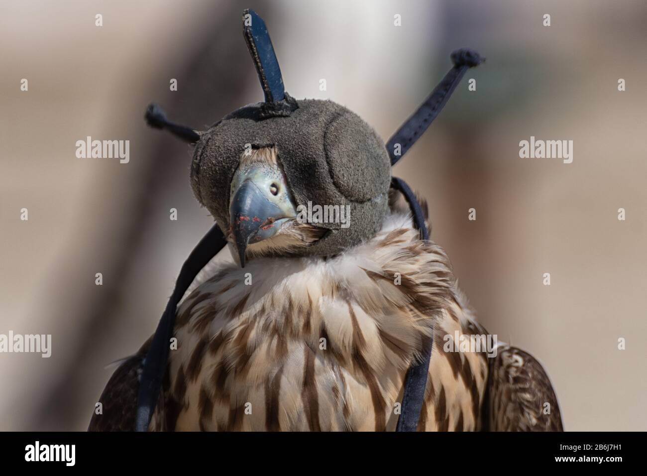 Falcon mit Kapuze über dem Kopf Stockfoto