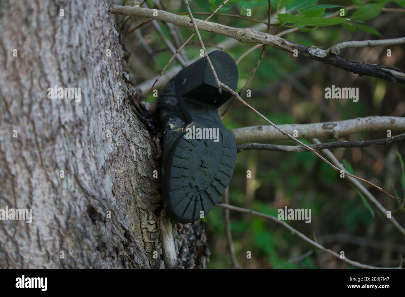 Frauen alter Stiefel mit hohem Absatz und schwarzer Sohle auf Baum im Wald Stockfoto
