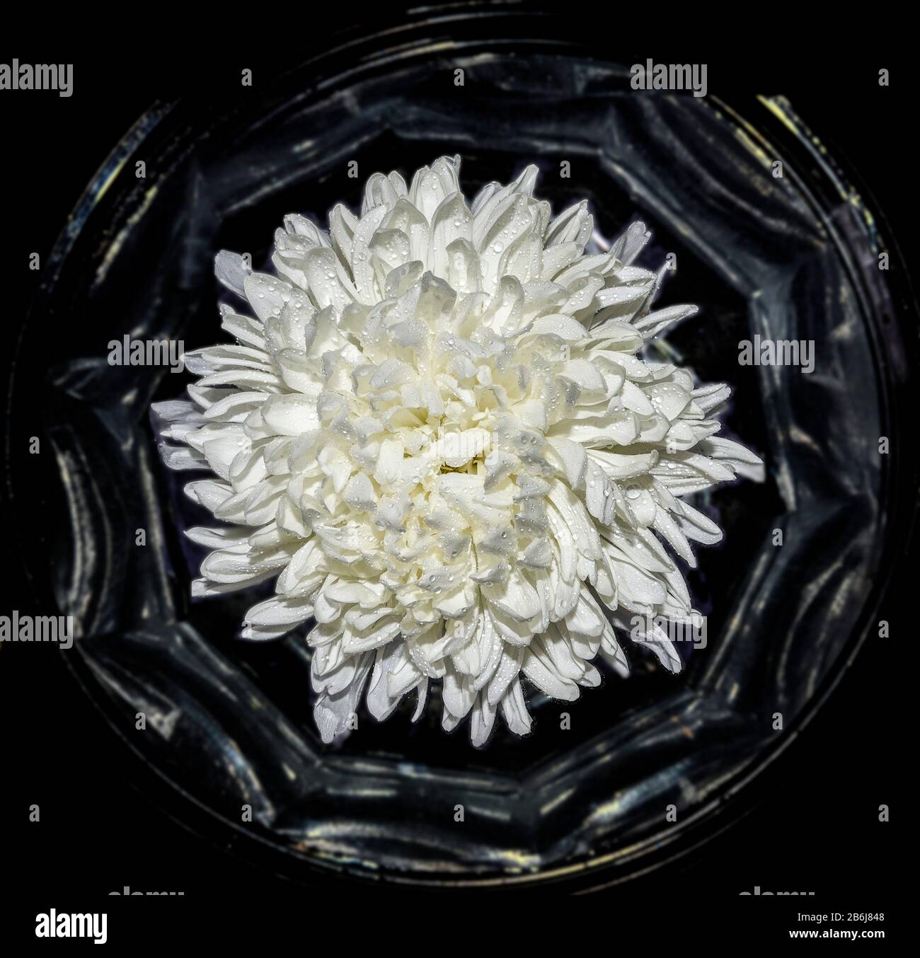 Draufsicht auf einzelne weiße Chrysanthemumblume mit Wassertropfen in Vase, wie im Rahmen, auf schwarzem Hintergrund. Vintage-Blumenhintergrund, strahlend fr Stockfoto