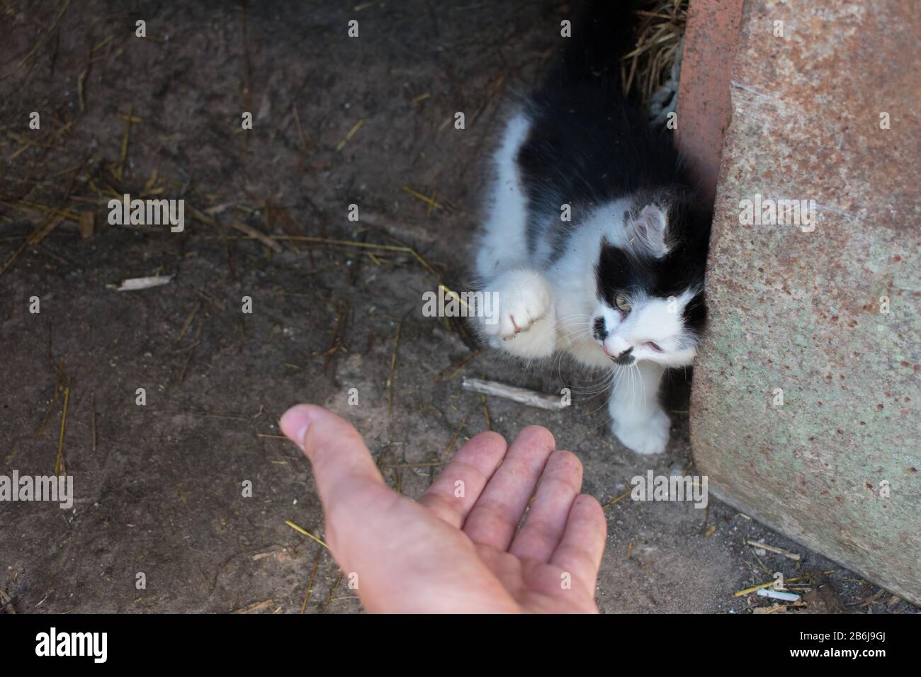 Süße schwarz-weiße Kätzchen, die der menschlichen Hand Pfote geben. Stockfoto