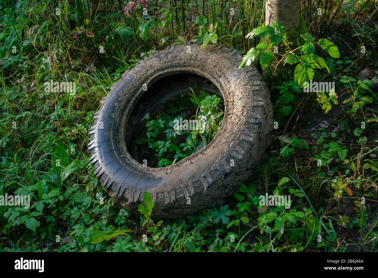 Verlassene alte schmutzige Reifen im grünen Wald. Stockfoto