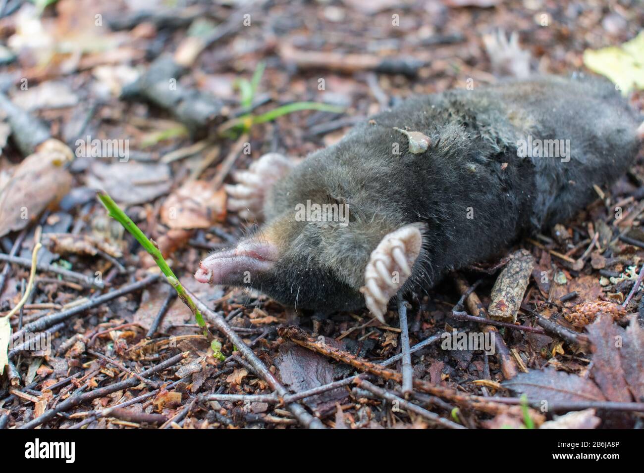 Toter europäischer Maulwurf (Talpa europaea), der sich auf dem Boden in  Wald auf den Kopf stellt Stockfotografie - Alamy