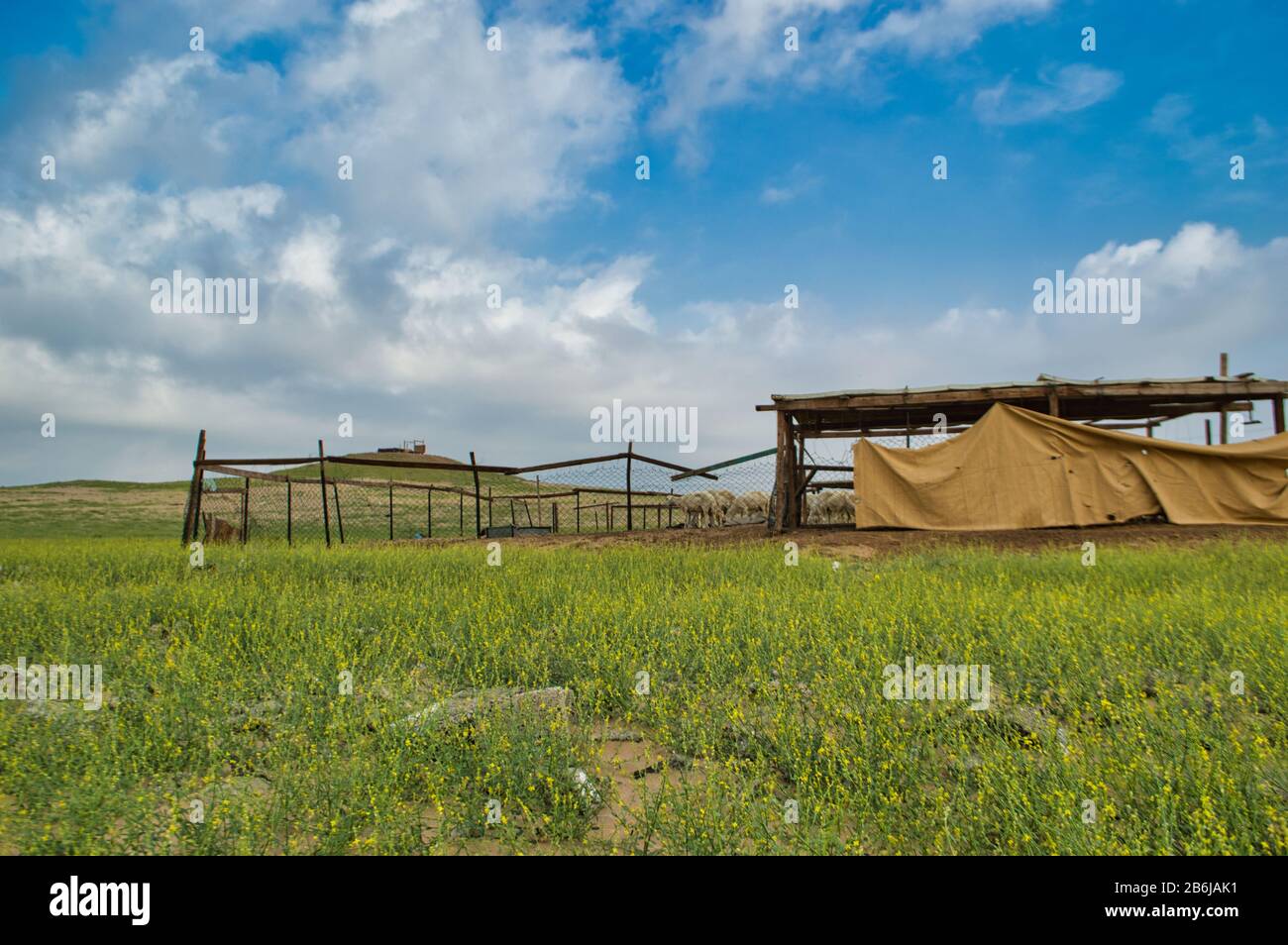 Saudi-arabische Wüste und Wüstenleben Stockfoto