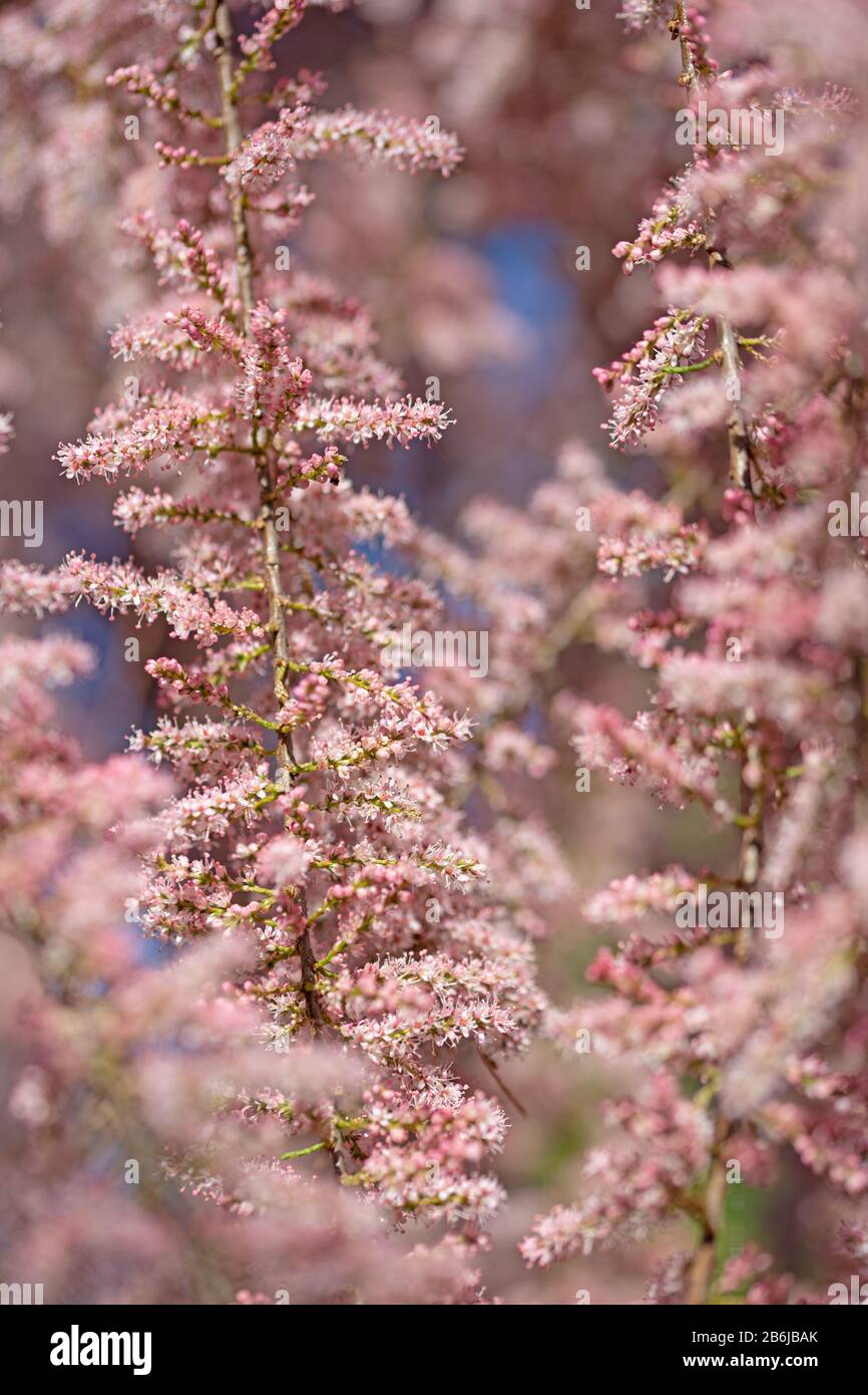 Blühender Tamarisk, Tamarix, im Frühjahr Stockfoto