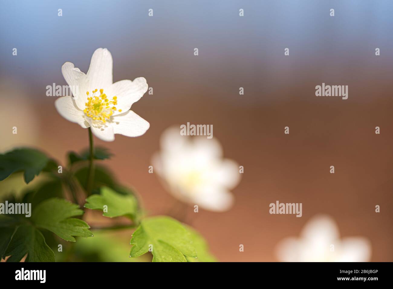 Weiße Anemon-Nemorosa-Blume am zarten Morgen vor verschwommenem Hintergrund Stockfoto