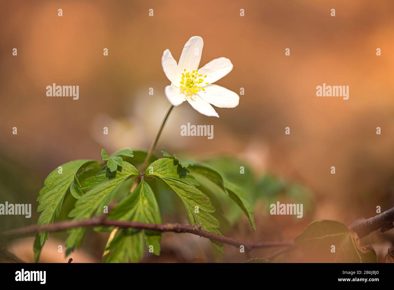 Weiße Anemon-Nemorosa-Blume am zarten Morgen vor verschwommenem Hintergrund Stockfoto