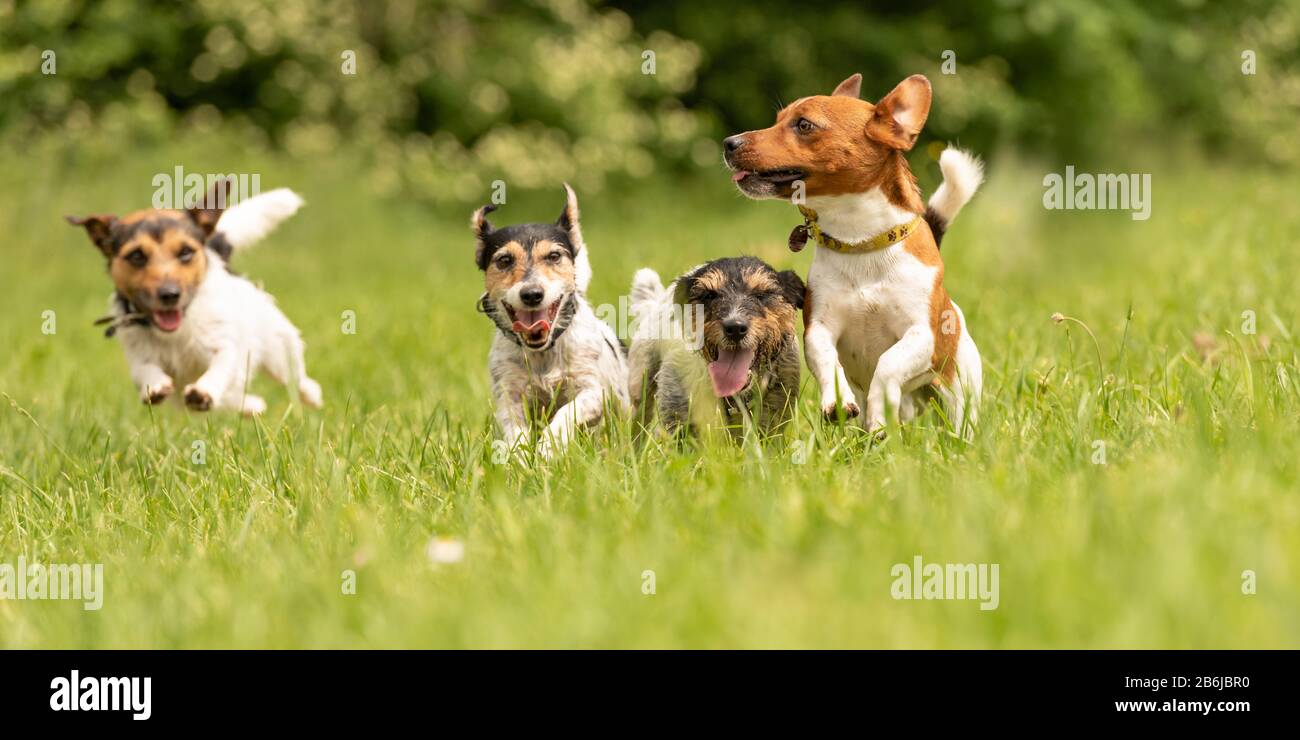 Viele Hunde laufen und spielen mit einem Ball auf einer Wiese - ein süßes Pack von Jack Russell Terrier Stockfoto