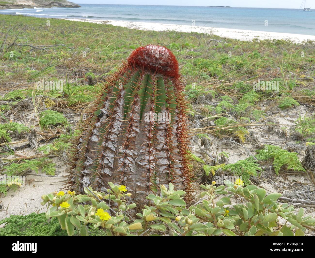 Turks Head Cactus, Turks & Caicos Stockfoto