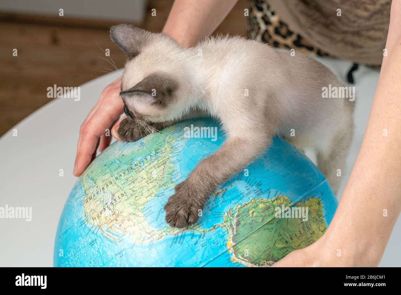 Siamesische Kätzchen sitzen auf der Weltkugel, weißer Hintergrund mit weiblichen Händen. Reise- und Bildungskonzept. Lifestyle Stockfoto