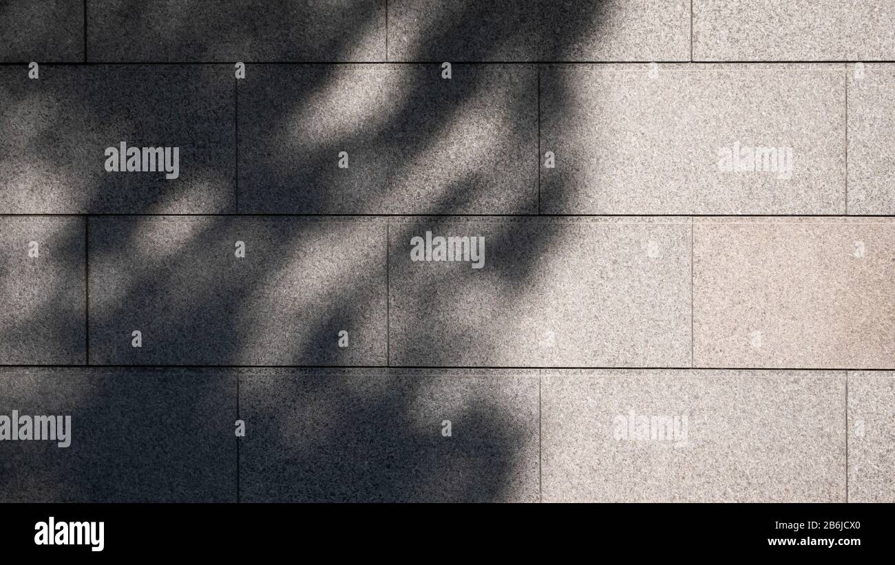 Schwarz-weiß abstrakter Hintergrundtextuer von Schattenblättern an einer Betonwand Stockfoto