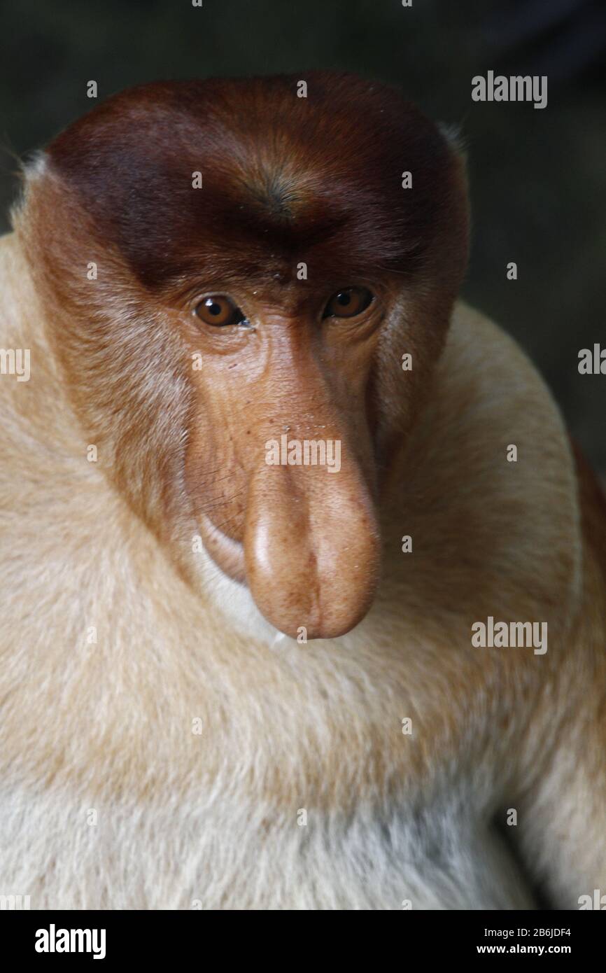 Proboscis Monkey, Sarawak Stockfoto