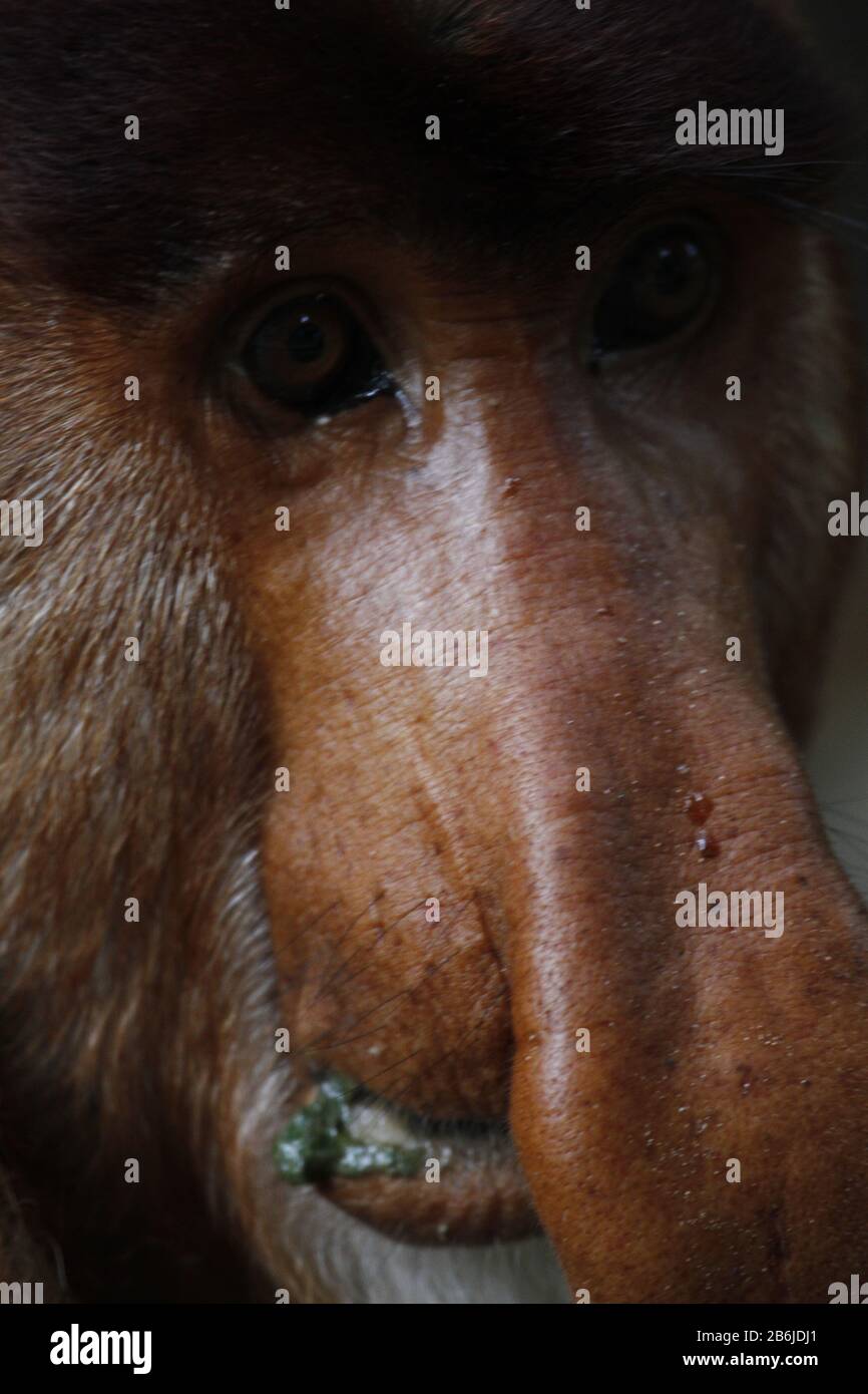 Proboscis Monkey, Sarawak Stockfoto