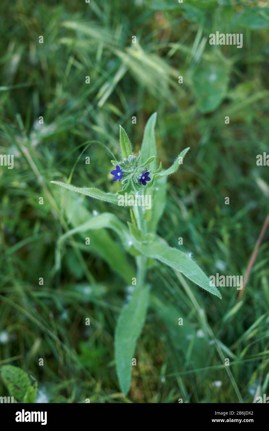 Anchusa officinalis in der Blüte Stockfoto