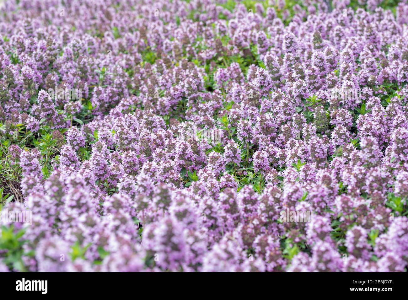 Wunderschöner violetter Blumenhintergrund durch Erddeckelthyme. Thimus Serpillum im Blumenbeet im Garten. Stockfoto