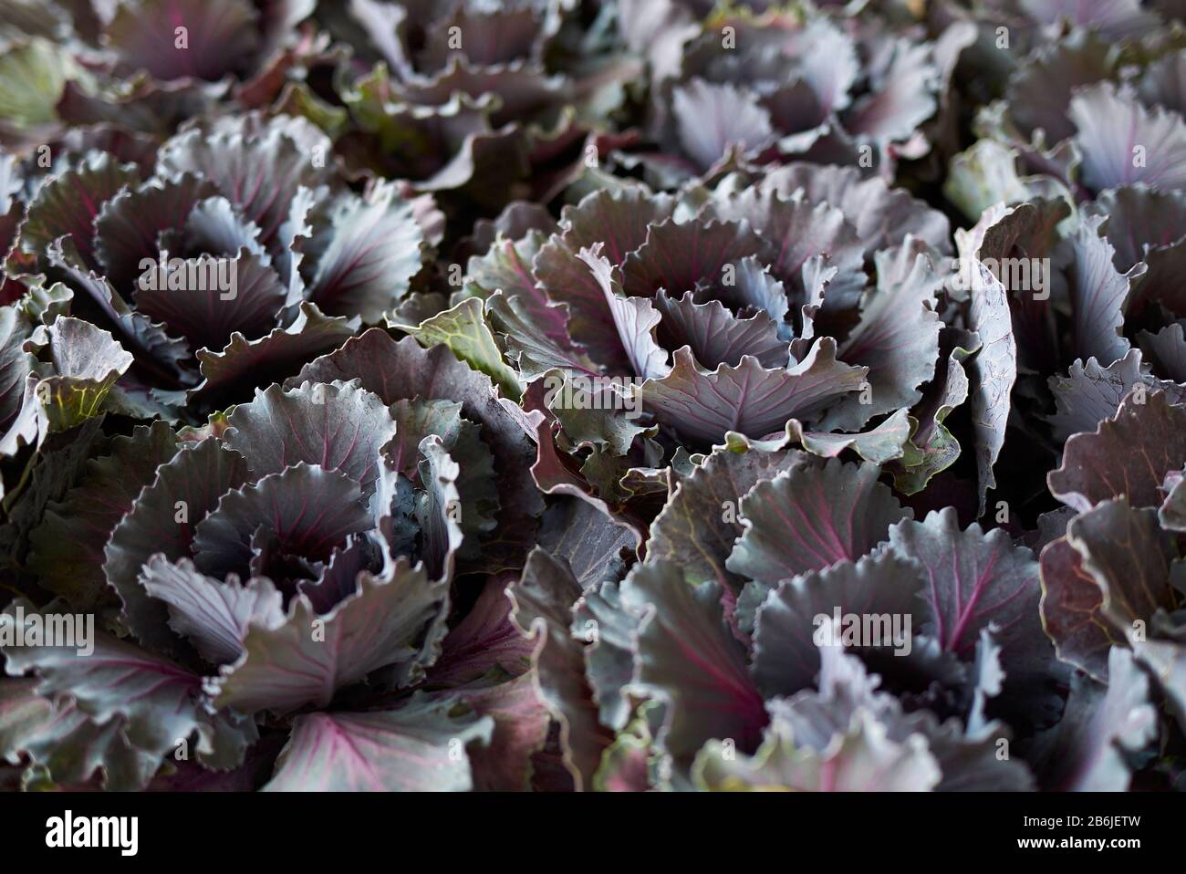 Grüne und violette Pflanzen von Brassica oleracea var. kapitieren Stockfoto