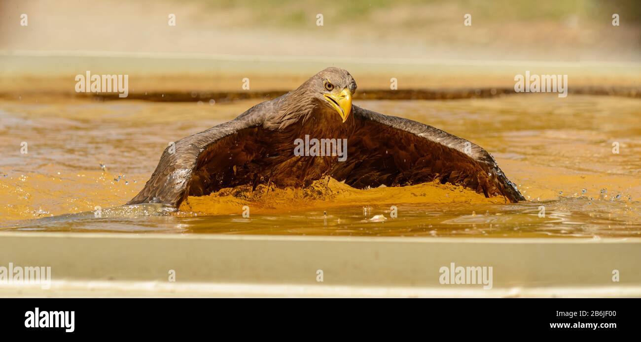 Ein Adler schwimmend im Wasserbecken im Zoo Stockfoto