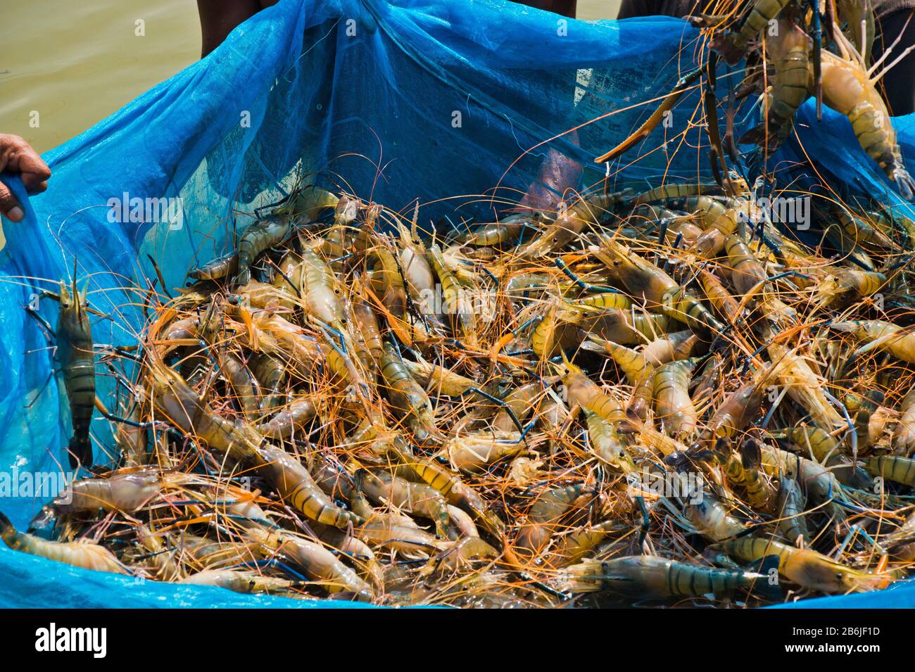 Garnelen und Garnelen nannten weißes Gold für bangladeschische Wirtschaft. Es ist auch eine umweltfreundliche Technologie und eine großartige Möglichkeit, den Klimawandel zu bekämpfen. Stockfoto