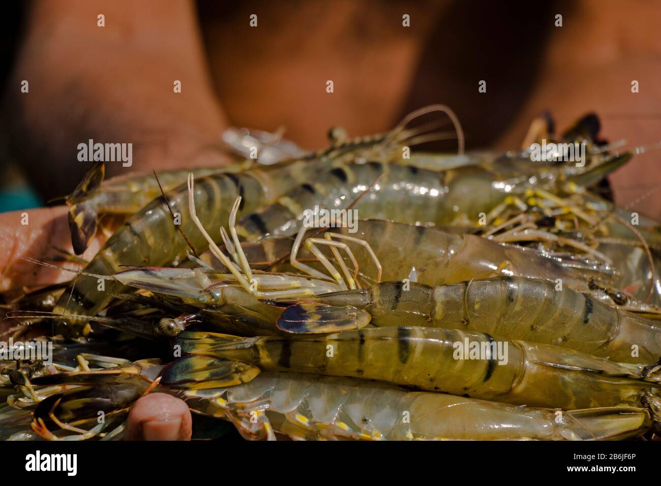 Garnelen und Garnelen nannten weißes Gold für bangladeschische Wirtschaft. Es ist auch eine umweltfreundliche Technologie und eine großartige Möglichkeit, den Klimawandel zu bekämpfen. Stockfoto