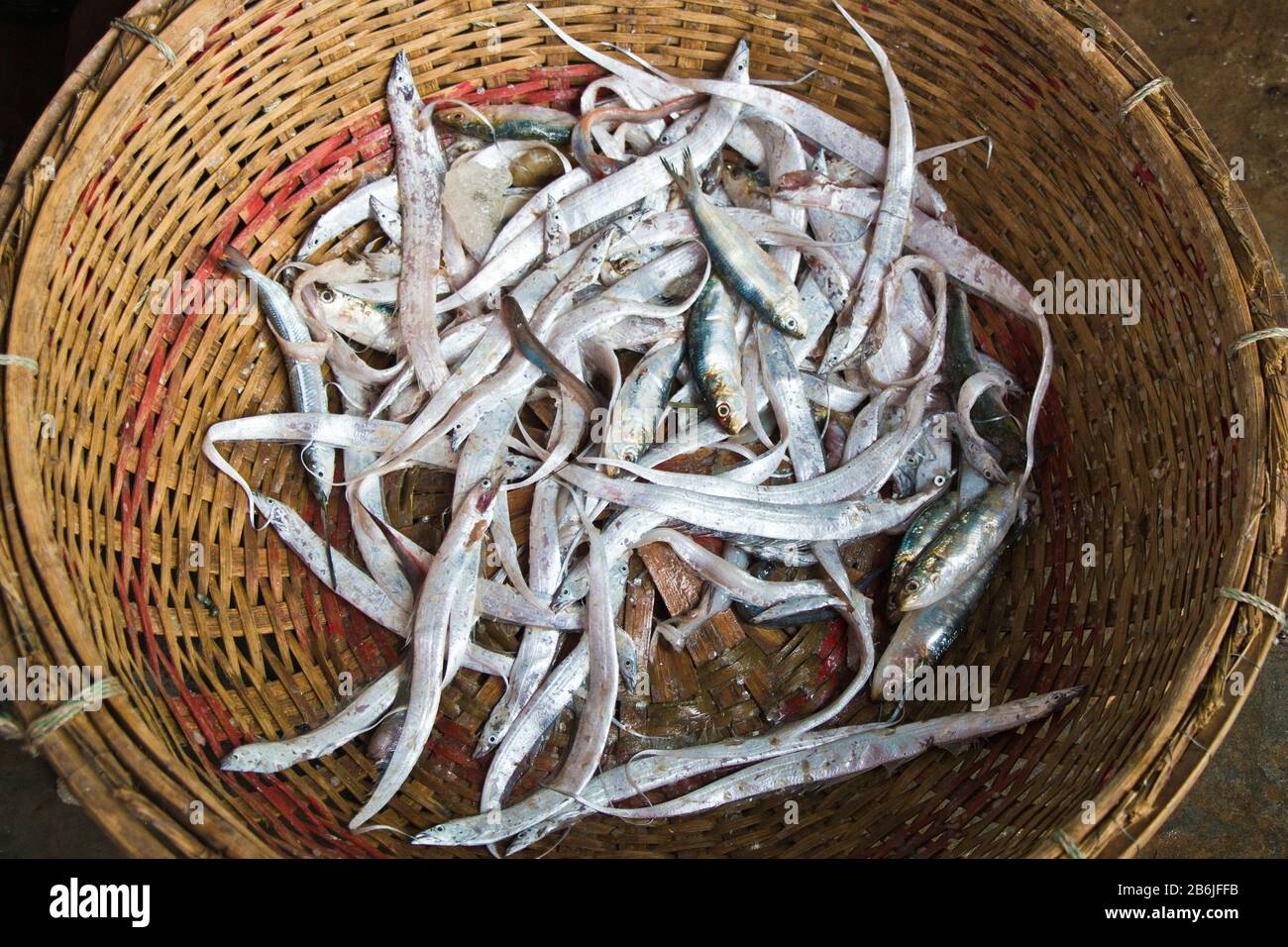 Labore entladen verschiedene Fischarten aus dem Fischerhafen. Fisch ist ein großes Mittel zur Bekämpfung der Ernährungsunsicherheit und des Klimawandels in Bangladesch. Stockfoto