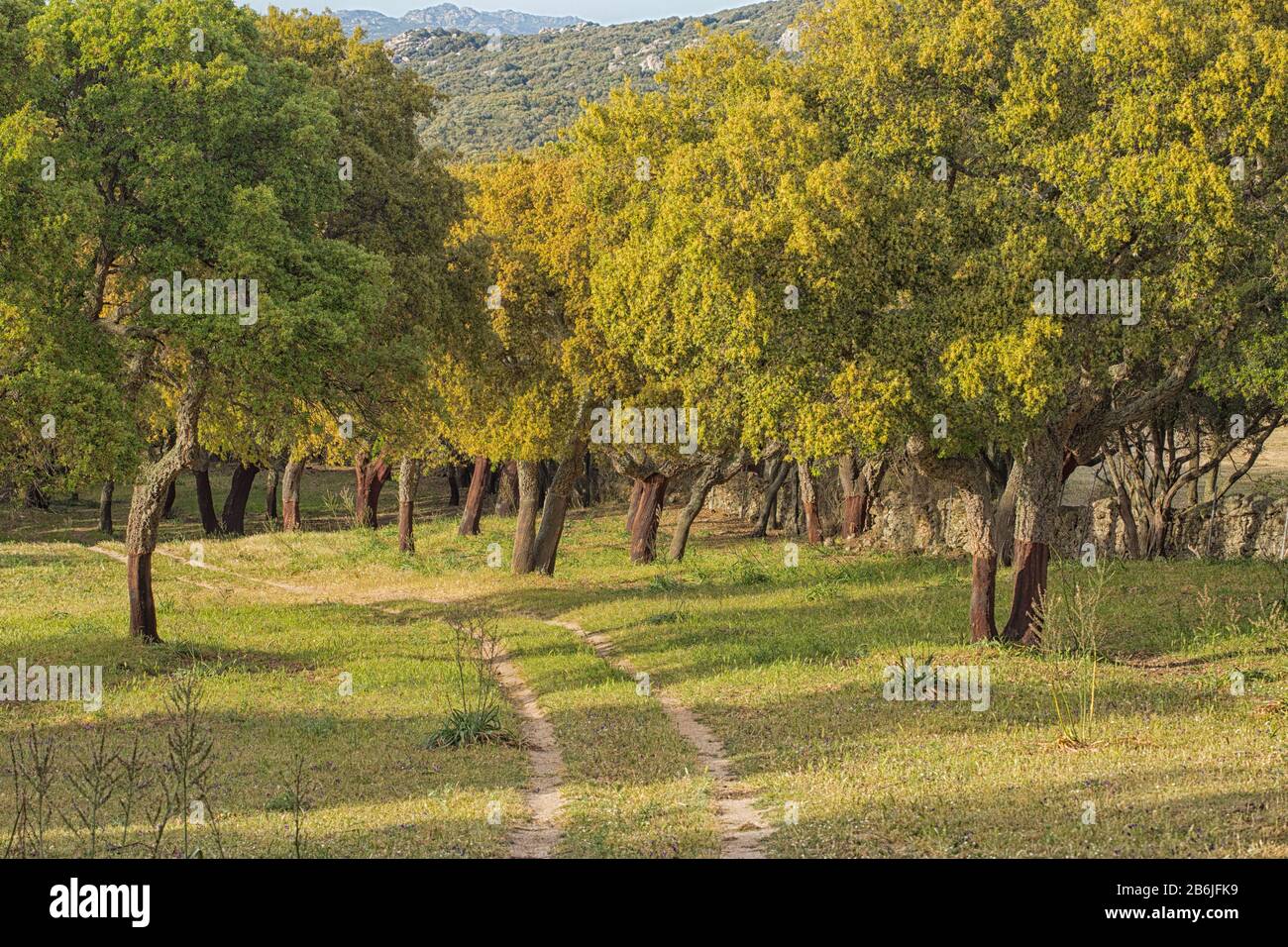 Cork Eiche Obstgarten in Olbia, Sardinien Stockfoto