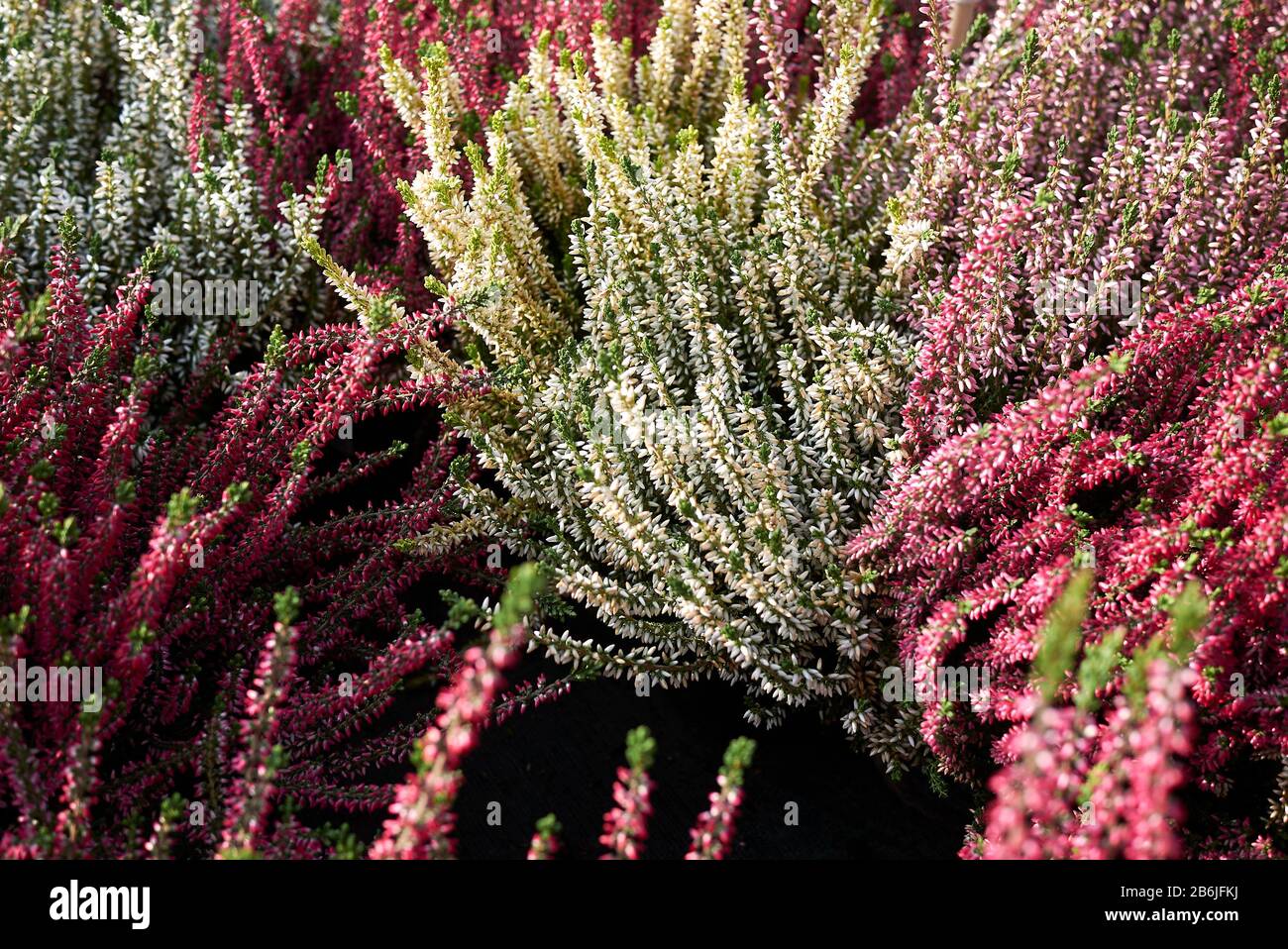 Bunte Blumen von Calluna vulgaris Pflanzen Stockfoto