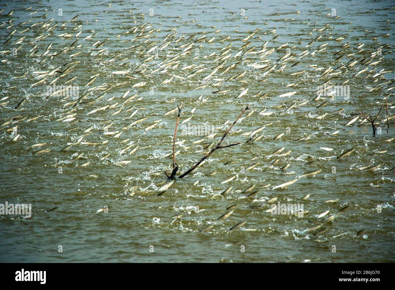 Eine Gruppe von Meeräschchen springt aus dem Wasser aus einem Teich