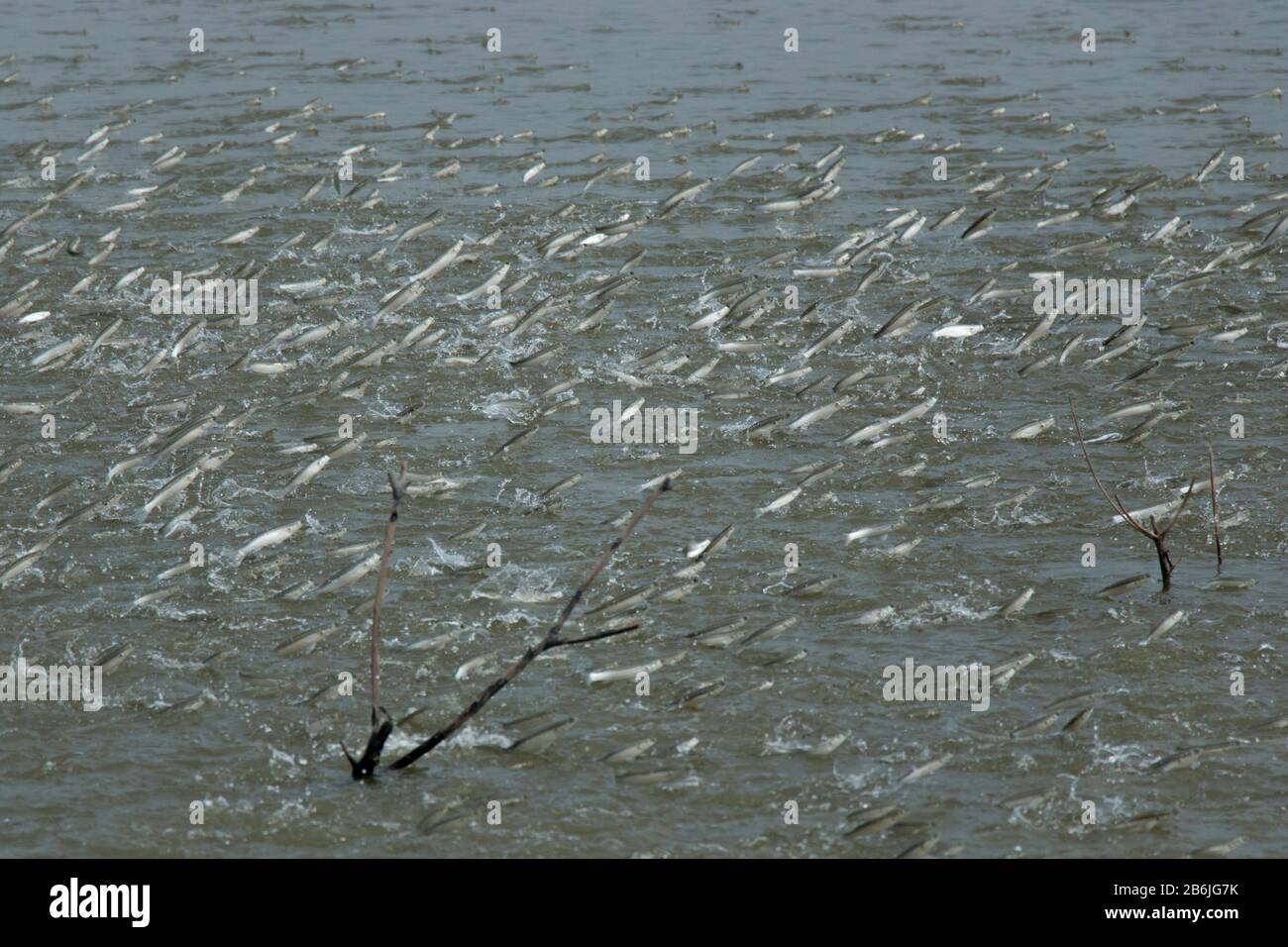 Eine Gruppe von Mulletfischen springt aus einem Teich aus dem Wasser. Die Fische spielen eine sehr wichtige Rolle, um den Teich zu belüften und Wasser mit Sauerstoff anzureichern. Stockfoto