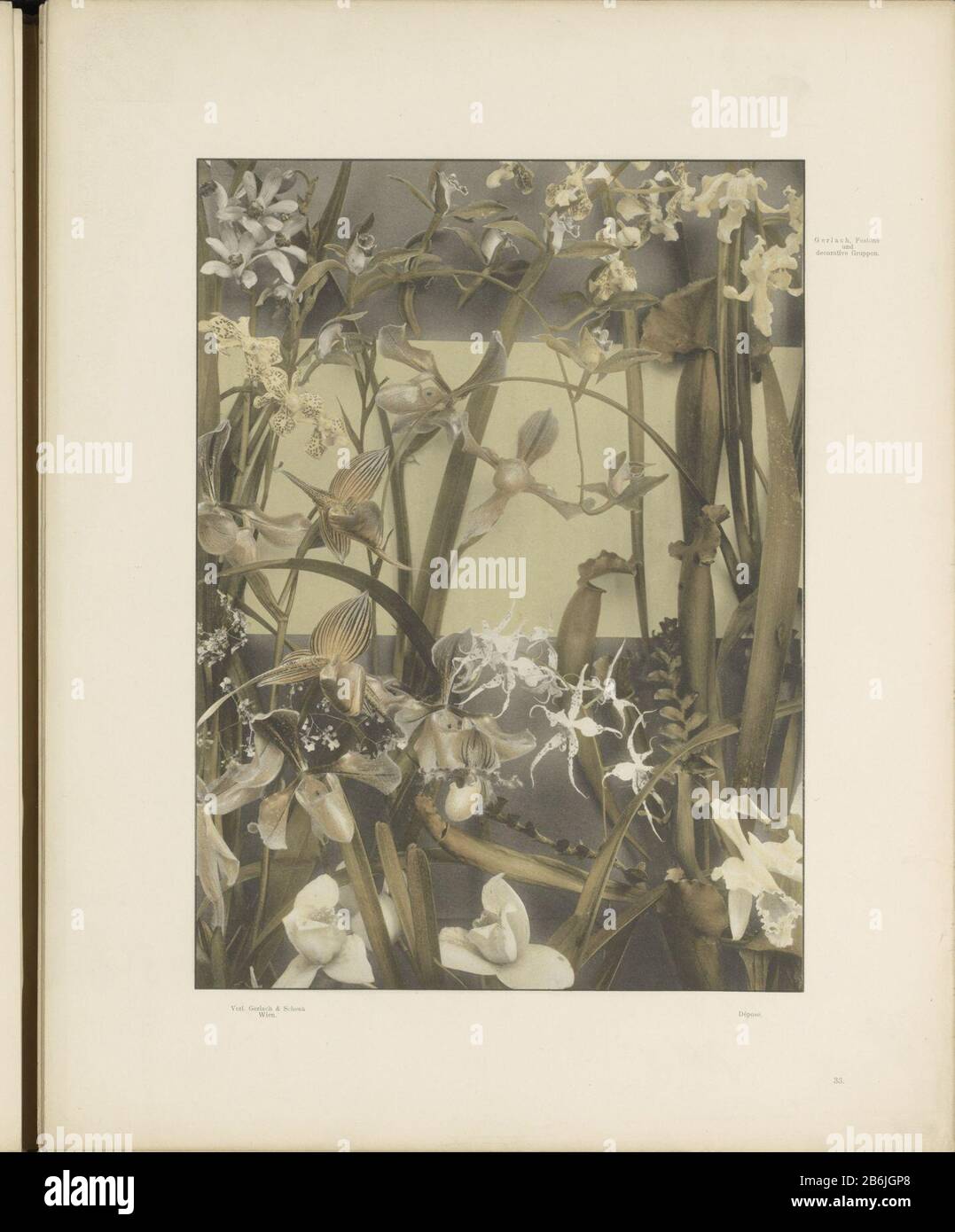 Dekorative Gruppe von Orchideen, Pitcher-Pflanzen und Venusschuhobjekttyp: Fotomechanische Druckseite Artikelnummer: RP-F 2002-21-2-3 Aufschriften / Marken: Nummer, Nachdruck, gedruckt: "33." Hersteller: Schöpfer: Anonymer Verleger: Gerlach & Schenk (börsennotiertes Objekt) Herstellung: Schöpfer: Österreich Herausgeber: Wien Datum: CA. - oder für das Material von 1897: Papiertechnik: Lichtdruckmessungen: Aufgedruckt: H 293 mm × W 214 mm Betreff: Blumen: Orchideenblüten Stockfoto
