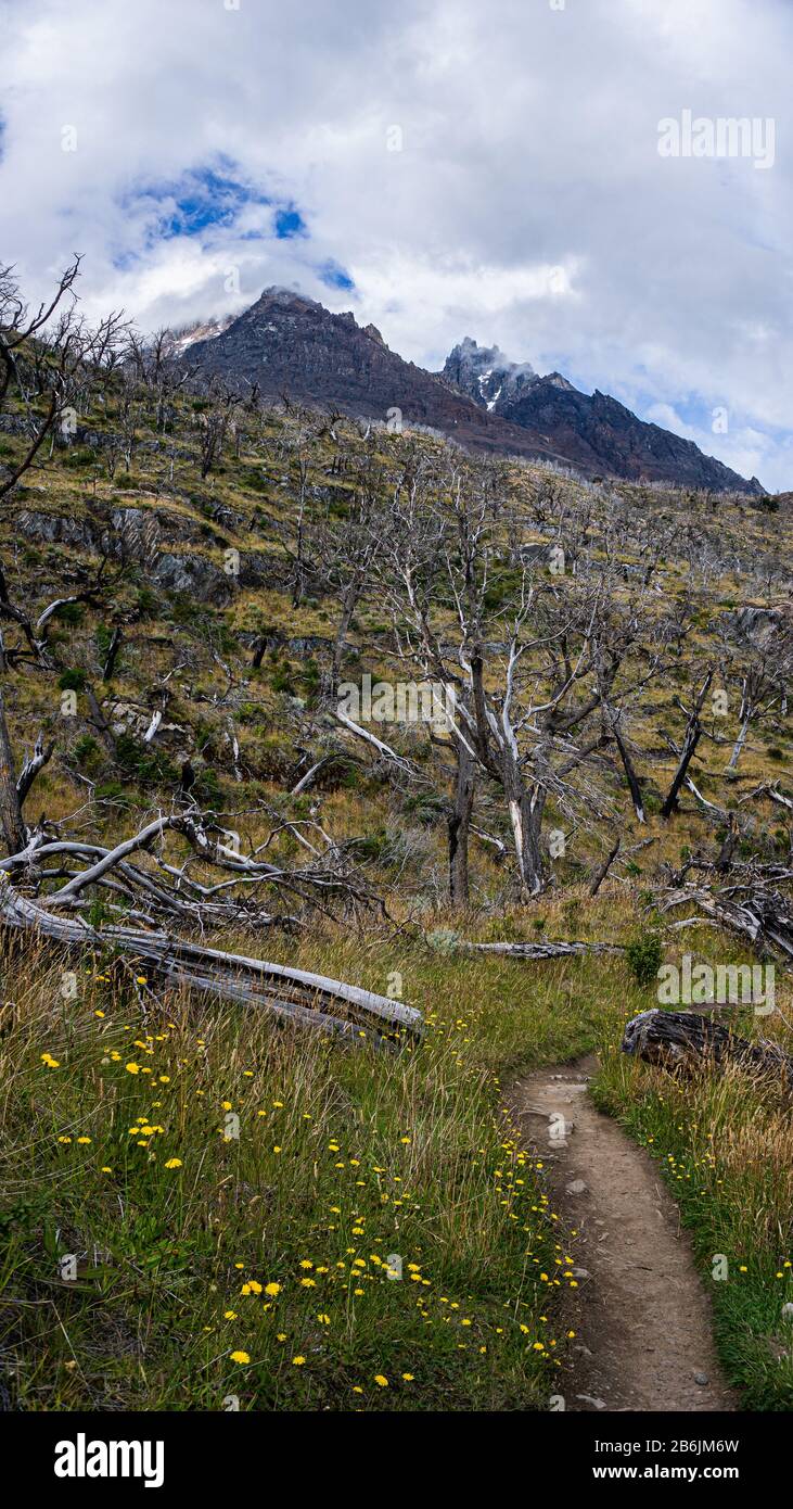 Waldbrand in den Türmen von paine chile Stockfoto