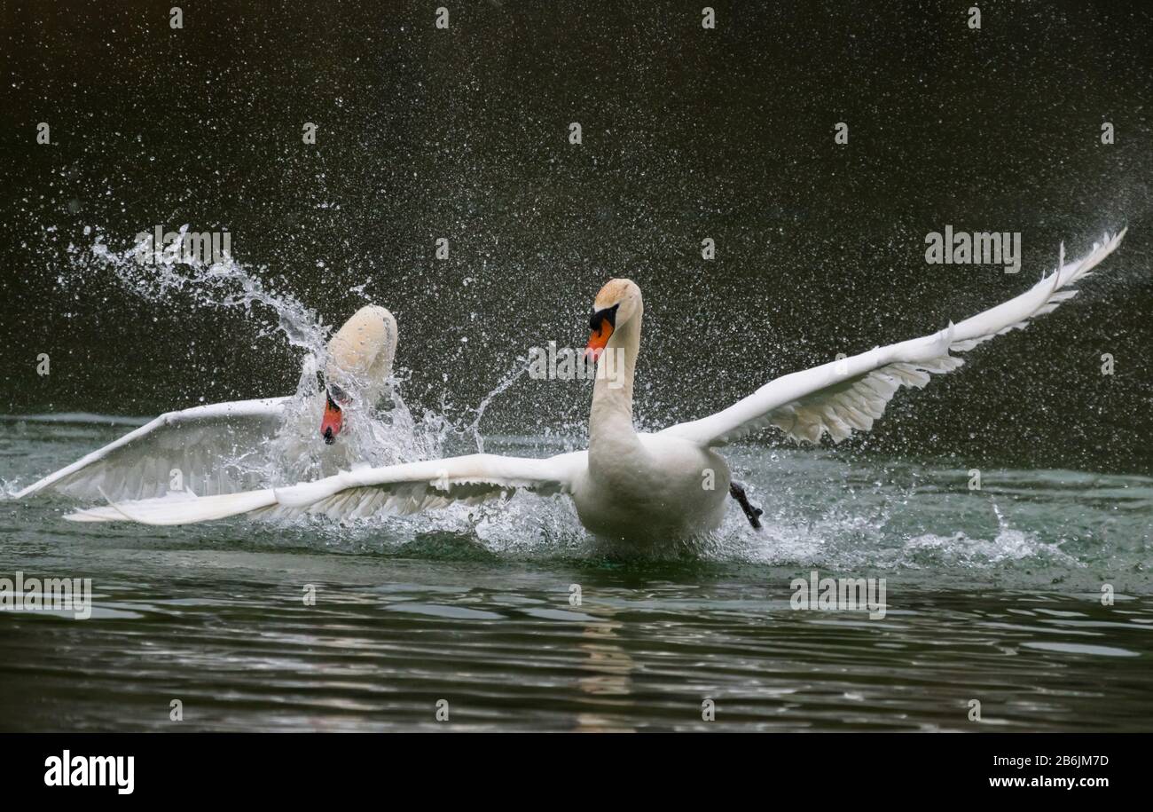 Paar weiße Mute Swans (Cygnus olor) in Wasser spritzen und jagen sich, auf einem See im Frühling (März) in West Sussex, England, Großbritannien. Stockfoto