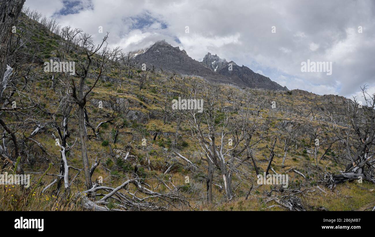 Waldbrand in den Türmen von paine chile Stockfoto