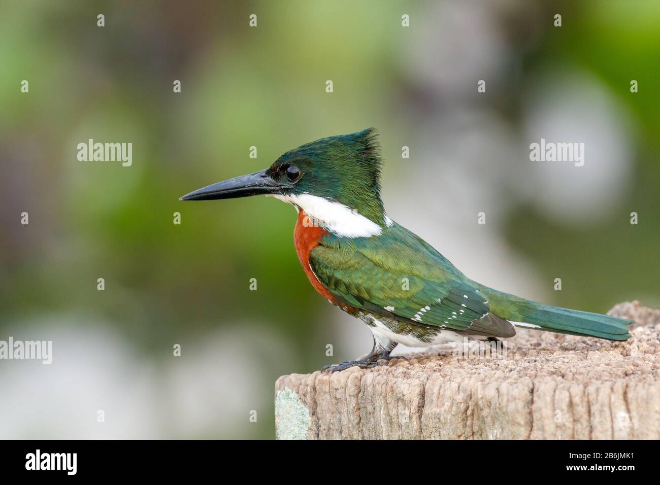 Nahaufnahme eines grünen Kingfishers Stockfoto