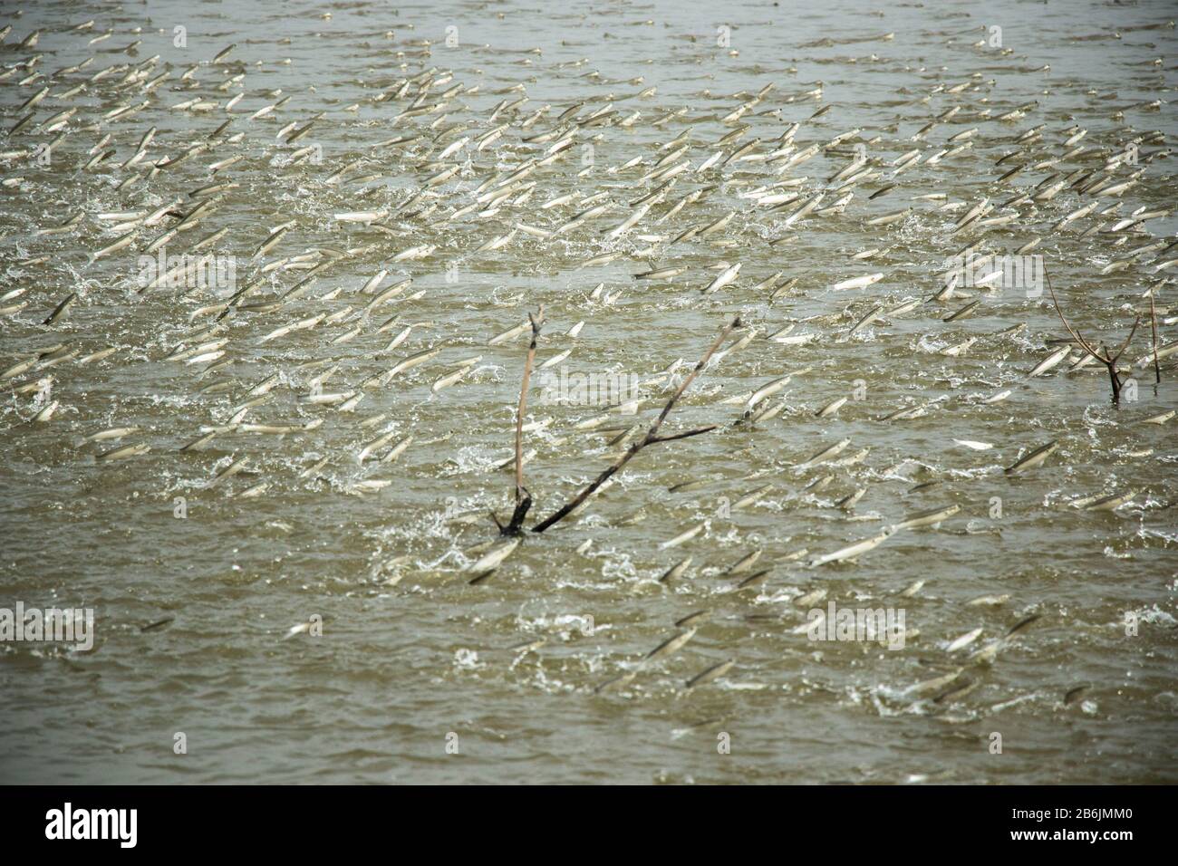 Eine Gruppe von Mulletfischen springt aus einem Teich aus dem Wasser