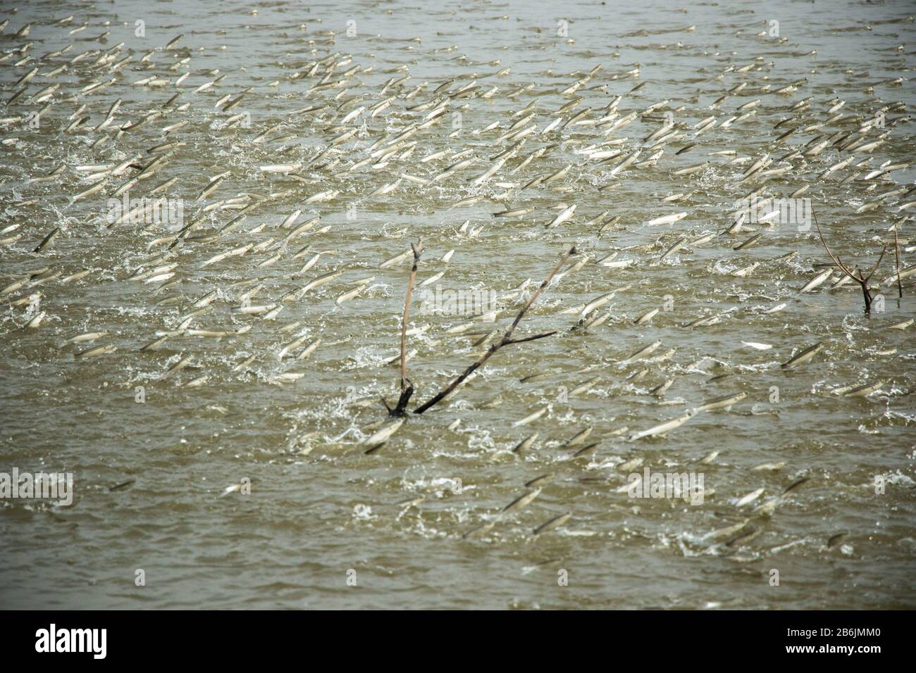 Eine Gruppe von Mulletfischen springt aus einem Teich aus dem Wasser. Die Fische spielen eine sehr wichtige Rolle, um den Teich zu belüften und Wasser mit Sauerstoff anzureichern. Stockfoto