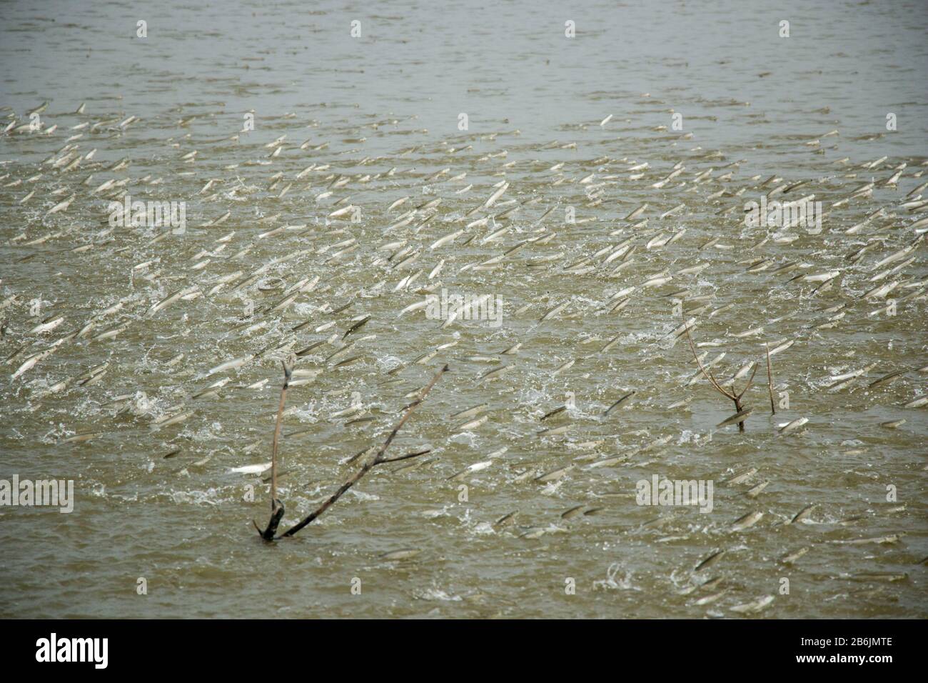 Eine Gruppe von Mulletfischen springt aus einem Teich aus dem Wasser. Die Fische spielen eine sehr wichtige Rolle, um den Teich zu belüften und Wasser mit Sauerstoff anzureichern. Stockfoto