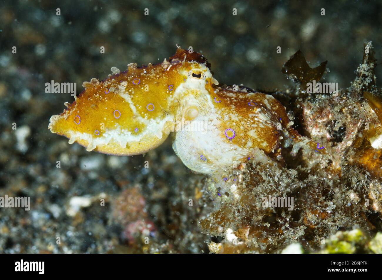 Blue Ringed Octopus (Hapalochlaena) Lembeh Strait, Indonesien Stockfoto