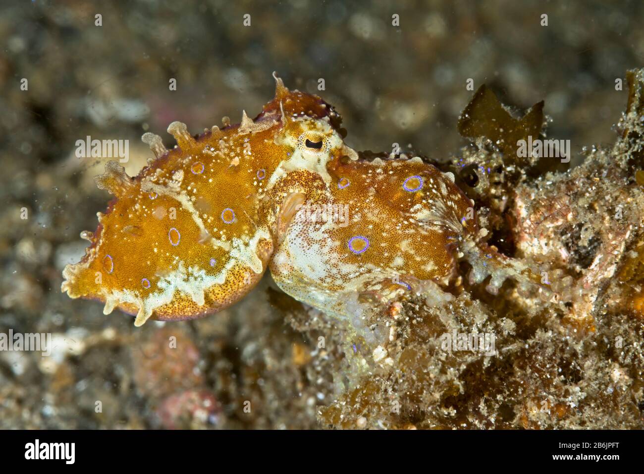 Blue Ringed Octopus (Hapalochlaena) Lembeh Strait, Indonesien Stockfoto