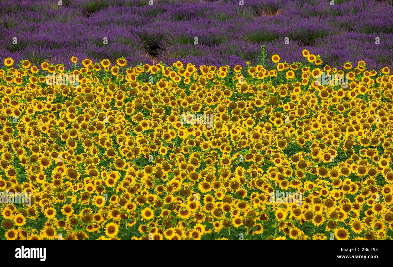 Feld mit Sonnenblumen und einem Feld mit Lavendel. Eine schöne Farbkombination. Frankreich. Provence. Valensole Stockfoto