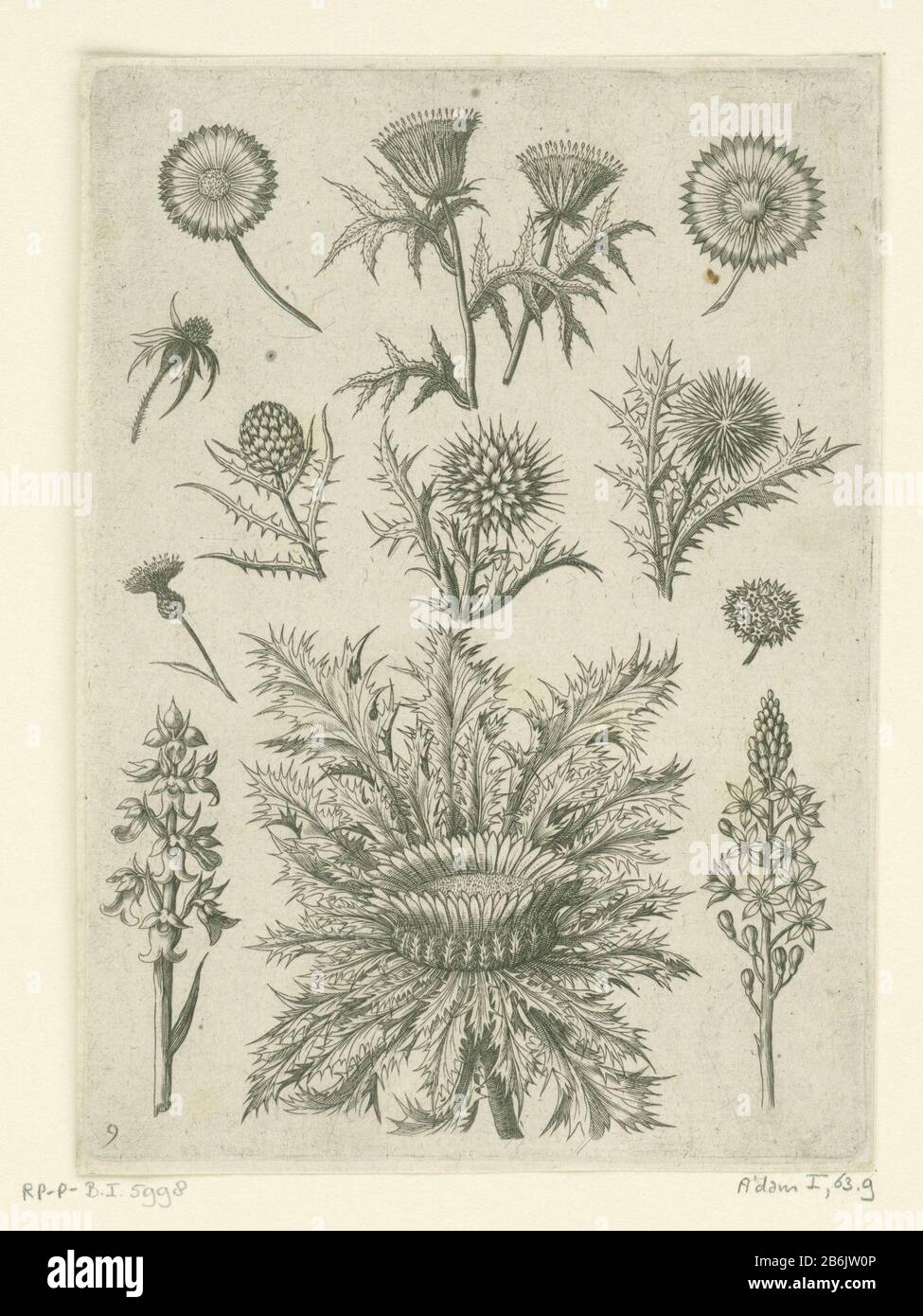 Mehrere Distel Florilegium (serietitel) Unten mittig eine silberne Distel und über drei kleinen Disteln, Wobei: Untere (rechte) eine Kugeldistel. Seite 9 von 21 nummerierten Blättern mit Titelseite aus einer Serie von 24. Hersteller: Druckmaschine: Adriaen Collaertnaar Design: Adriaen Collaertuitgever Theodoor Gall Herausgeber: Philips Gall Herstellung: Niederlande (möglich) Datum: 1570 - für 1618 Material: Papiertechnik: Engraa (Druckverfahren) Abmessungen: Plattenkante: H 177 mm × W 127 mm Betreff: Blumen Stockfoto